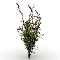 Plant 3D Model