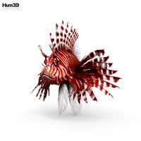 Lionfish HD