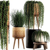 Decorative plants in a basket 575