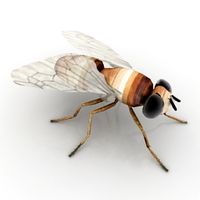 Bee 3D Model