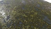 Water with algae PB