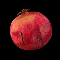 Garnet fruit