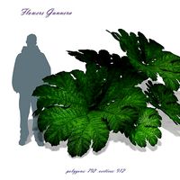 Plant Gunnera