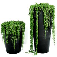 String Of Pearls Plant 4