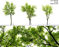 Acer Negundo 01 h20-23 m