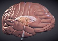 The Brain and brain nuclei