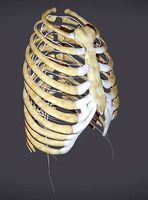 Ribcage with Thoracic nerves
