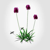 Allium aflatunense - Purple Allium