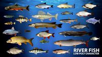 River fish