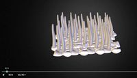 Ciliated Epithelium
