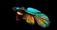 betta splendens 3d model