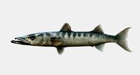 barracuda fish 3d model