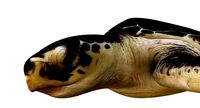 Tortoise 3d model