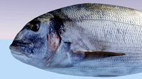 Gilthead Sea Bream Photorealistic fish model rigged animated