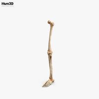 Human Leg Bones