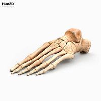 Human Foot Bones