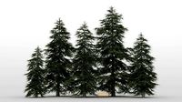 Cedar Tree Pack 01