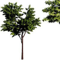 Acer palmatum green