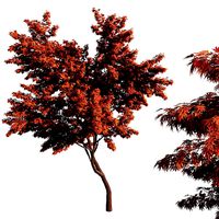 Acer palmatum tree