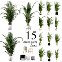 Areca Palm Pack 15