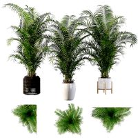Areca Palm Pack 1