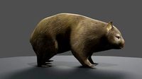 3D animated Common Wombat