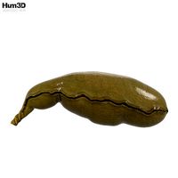 Human Gallbladder