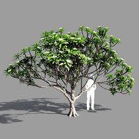 Plumeria 4