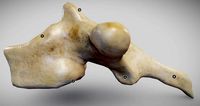 Human Thoracic Vertebra
