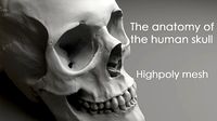 The anatomy of  the human skull Highploy mesh