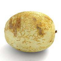 Honeydew Sunlady Melon
