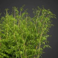 2021 PBR Golden Bamboo Collection - Bambusa Vulgaris