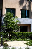 2021 PBR Banyan Collection - Ficus Benghalensis