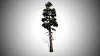 Douglas Fir Tree