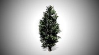 Eastern Red Cedar Tree