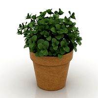 Mint 3D Model