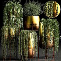 Succulents in a flowerpot for interior design 543