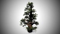 Western Juniper Tree