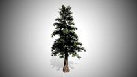 Western Red Cedar Tree
