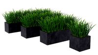 Grass in Pot