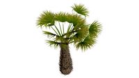 Palms_Trachycarpus