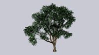 JABUTICABEIRA