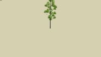 Árbol 1