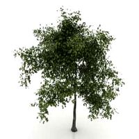 Tree 3D Model