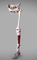 Leg Anterior Muscles