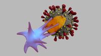 T-cell and Virus