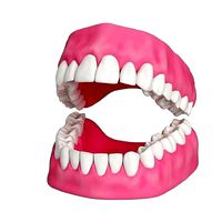 Human Teeth and Gums 3D Model