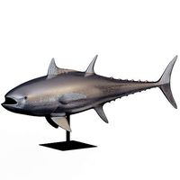 Phillips Collection Base Bluefin Tuna Fish