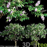 Lagerstroemia speciosa -Giant Crape-myrtle- 01