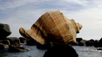 3D scan Seashell